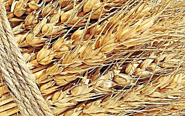Rusia tiene la intención de crear una "OPEP de cereales" para vencer el hambre en el mundo