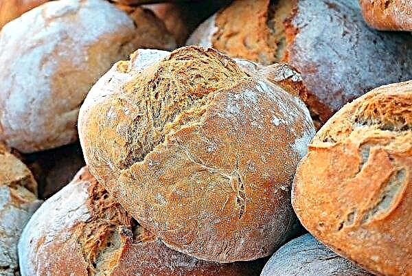 Ukrainassa on vähemmän leipää ja sen hinnat nousevat