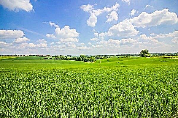У региону Херсона спаљено је 4,5 хектара пшенице