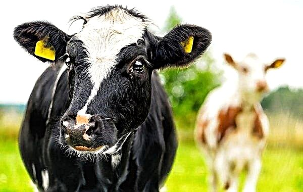 Krava proti besnote (hovädzí dobytok): príznaky, príznaky a liečba, očkovanie