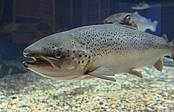 Atlantic salmon will approach the “shores” of the Moscow Region