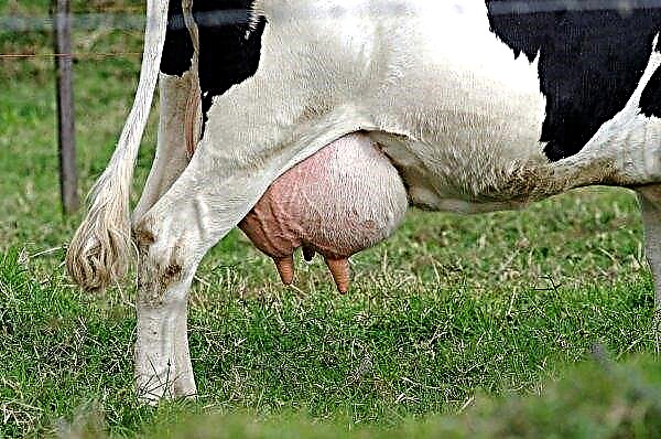 Skandynawskie krowy zapewnią Stawropolowi mleko wyższej jakości