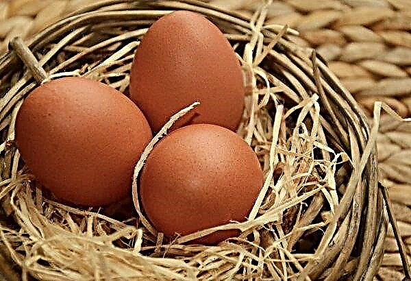 Les œufs des poules pondeuses bouriate seront plus sur les étagères de la Mongolie
