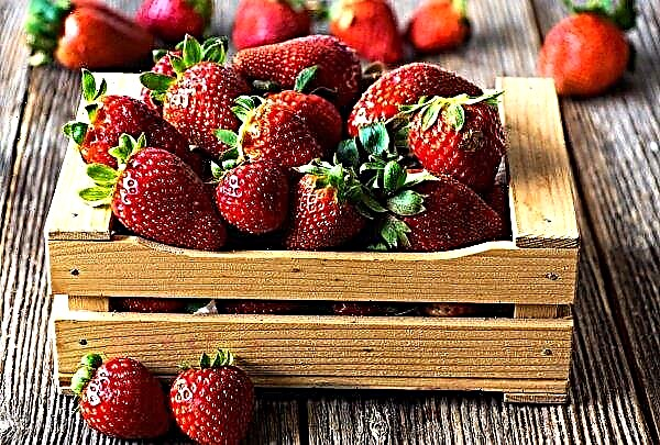 Expert opinion: why Moscow strawberries are more expensive than Krasnodar