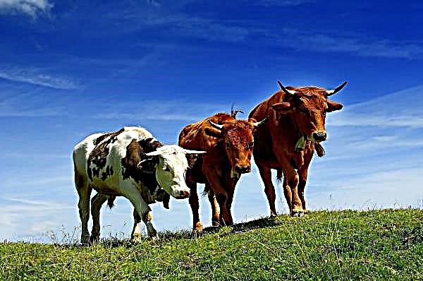 Udmurtia-carrousel kan vijftig koeien tegelijkertijd melken
