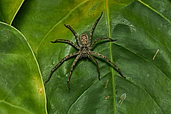 Los científicos planean "incrustar" veneno de araña en plantas agrícolas