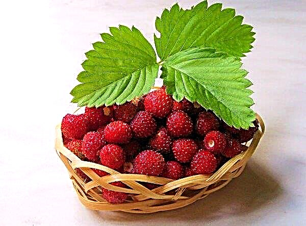 American scientists showed the world new varieties of strawberries