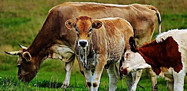 חקלאים איריים רואים בהפחתת מחירי בקר "חבלה"