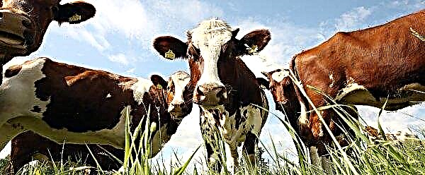 Los italianos planean engordar vacas en los espacios abiertos de Bashkir
