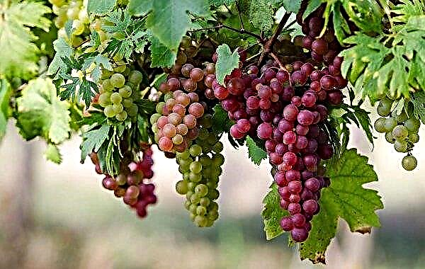 In Sevastopol laid more than 150 hectares of new vineyards