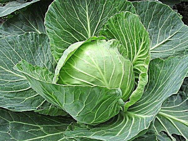 Early cabbage in Ukraine will appear in late March