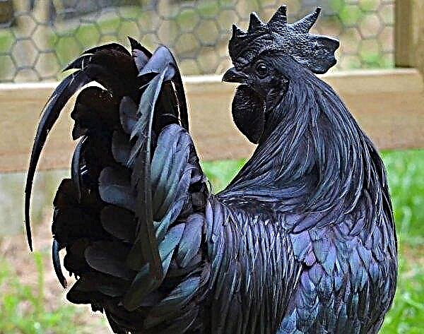 El granjero de Zaporozhye cultiva gallinas negras y azules inusuales