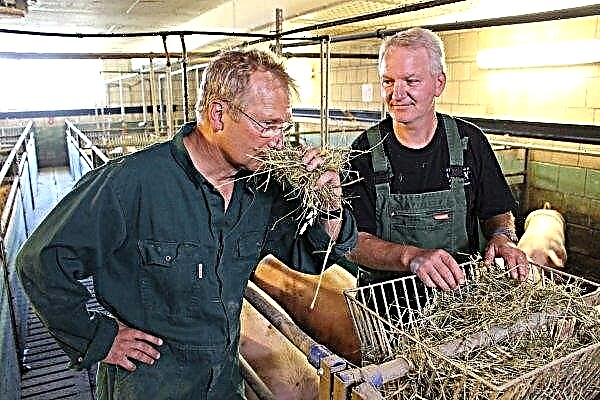 German farmer produces "grass pigs" for Berlin
