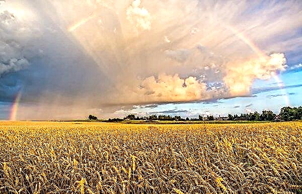 A wheat field burned in the Khmelnitsky region