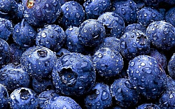 Ukraine will start exporting organic blueberries for the first time