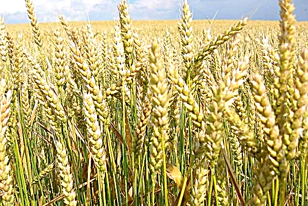 وانخفضت محاصيل محاصيل الحبوب الربيعية في أسر ترانس كارباثيان بنسبة 6 في المائة