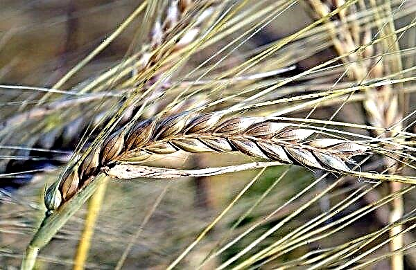 The forecast for yield in the European Union of wheat and barley has been reduced