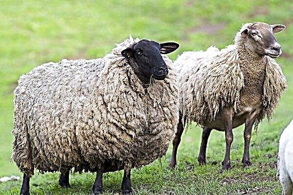 Os criadores de ovelhas do Daguestão pretendem “reanimar” o gado Lezgi
