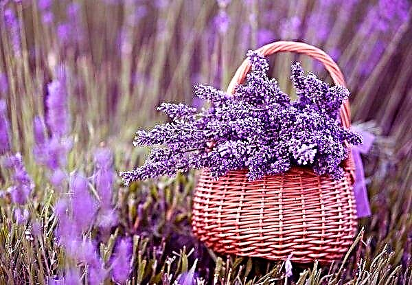 Spanish farmers thank lavender for the influx of solvent tourists