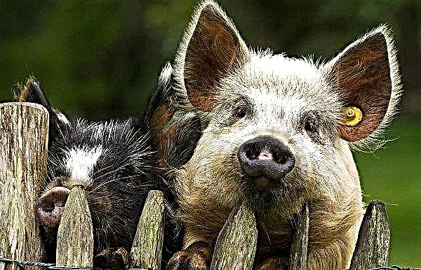 Ukrainian pig farmers hide ASF cases