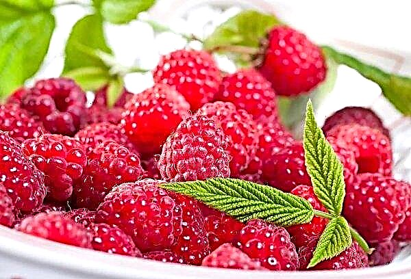Participants in the Kiev conference will try to save raspberry prices