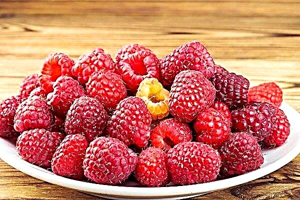 Less raspberries are grown in the berries of Ukraine