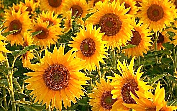 Der Anbau von Sonnenblumen mit hohem Ölgehalt ist bei Trockenheit kostengünstiger