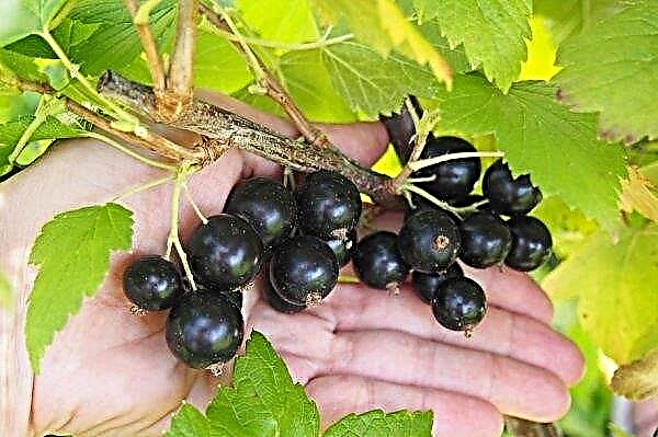 Currant Lama: description of the variety with a photo, reviews about blackcurrant, care, productivity