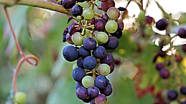 New Zealand grapes harvested under strict protocol
