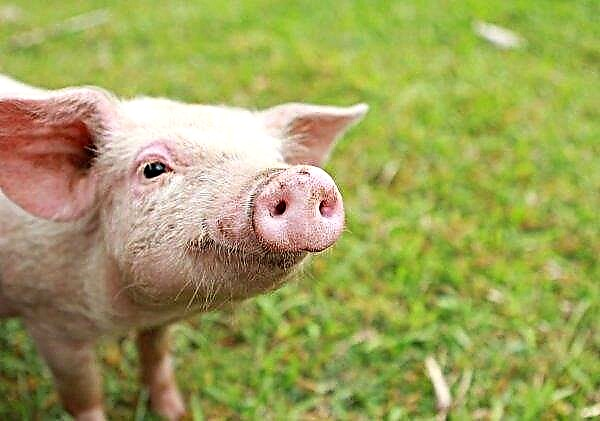 Een nieuw geval van AVP in de regio Vinnitsa: een varkenshouderij heeft meer dan 1000 varkens verloren
