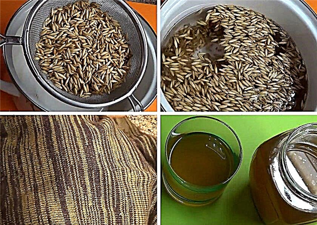Its medicinal properties and contraindications, how to make oat broth and infusion at home, what is useful and harmful