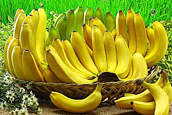 In Fukushima begannen essbar geschälte Bananen zu wachsen