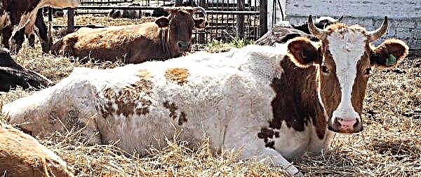 Petani ternak Tomsk membawa sapi dari "medan perang"