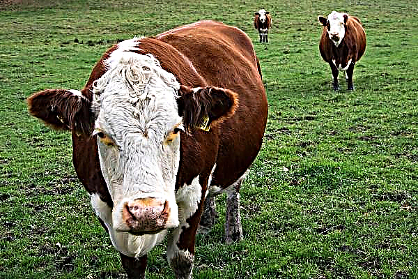 La ferme Rivne prévoit de déménager dans des logements pour vaches