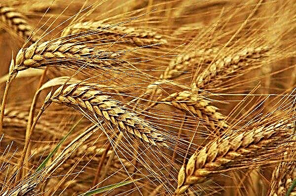 Crimea creates grain for cultivation in arid climates