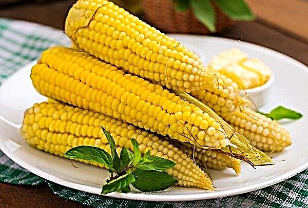 El inventor de los Cárpatos creó platos desechables a partir de residuos de maíz.