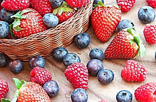 Le marché des petits fruits en Ukraine est menacé