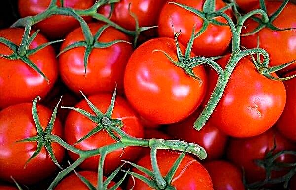 Wabak virus kerut tomat pertama kali muncul di UK