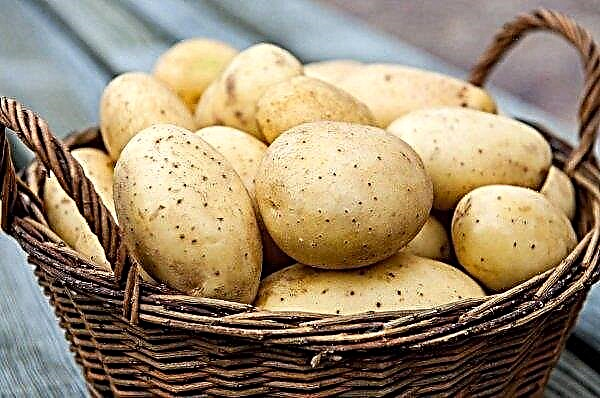 Para saintis Amerika sedang mengembangkan pelbagai jenis kentang yang menarik