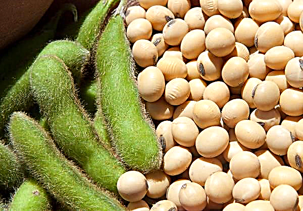 Ukraine mengurangkan pengeluaran kacang soya