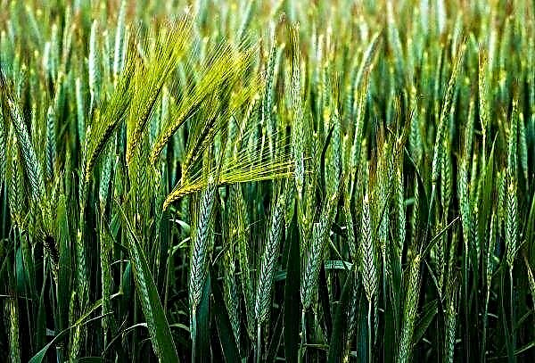 Fusarium struck wheat in central regions of Ukraine