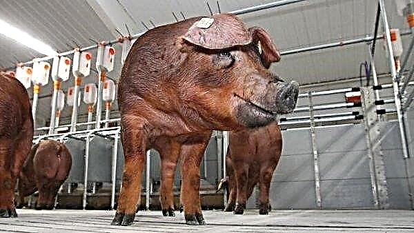 Duroc Schweinerasse - Eigenschaften und Bewertungen, Fotos, Video, Pflege