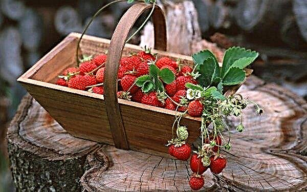 Los italianos no cultivan ni comen bayas frescas, excepto fresas de jardín