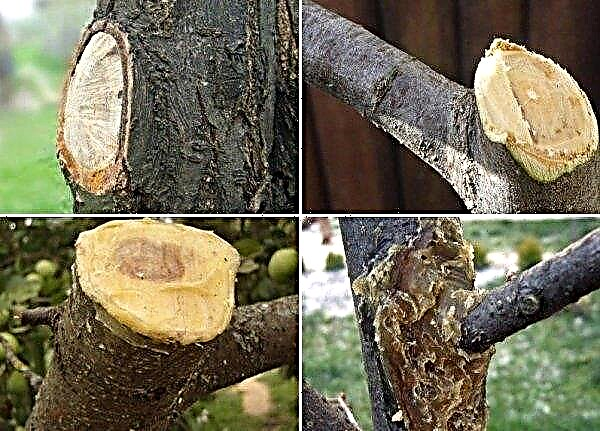 How to close up a hollow in the trunk of an apple tree: causes of occurrence, rules and effective methods of sealing, video