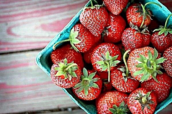 I drivhuse i Ingushetia begynder produktionen af ​​jordbær hele året rundt