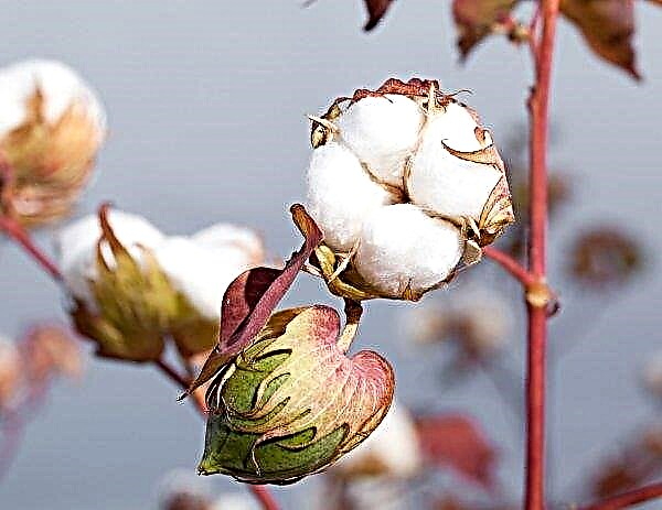 Čínská asociace pro bavlnu požaduje osvobození od dovozních cel USA
