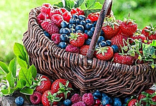 Ukrainian producers of berries will supply their products to educational institutions of the country
