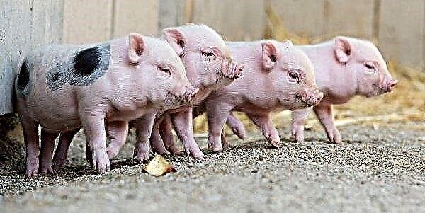 Frankrijk barricadeert van varkenspest achter een hoog hek