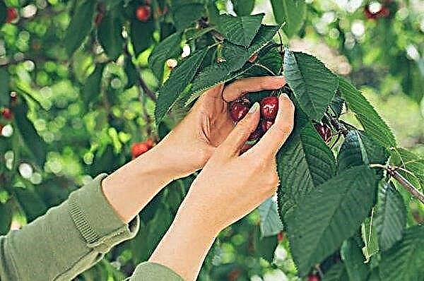 Presente de cereja doce para Stepanov: descrição botânica da variedade e suas características, especialmente cultivo e cuidado, foto