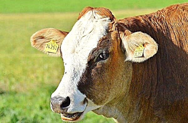 في أودمورتيا افتتح مزرعة مع "مجموعات البقر"